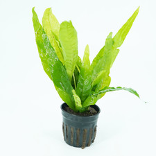 Buy2Get1Free Java Fern Microsorum Pteropus Potted Live Aquarium Plant