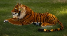 Melissa Doug Tiger 48 Stuffed Animal WY19150 Auburn LSU Clemson Mizzou