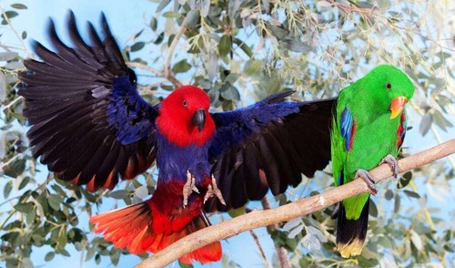 AVIGRAIN Wild Bird Mix 20KG Bird Seed Mix Bird Food Feeding Avian Birds Pet - Picture 10 of 12