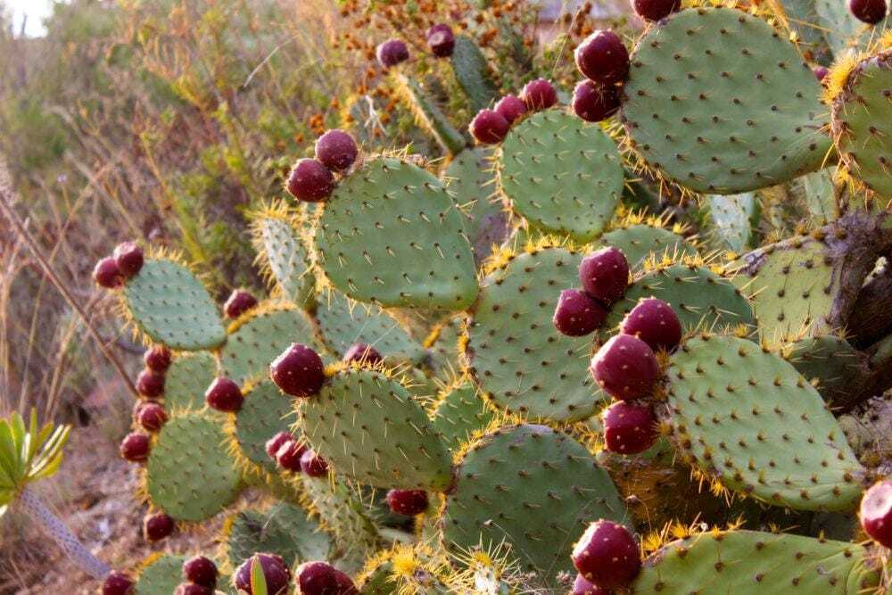 Figuier de Barbarie 40 graines Opuntia pour créer un jardin exotique sans arrosage