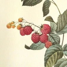 Pierre Joseph Redoute Fruit RUBUS IDAEUS Botanical Art Print Book Plate 40