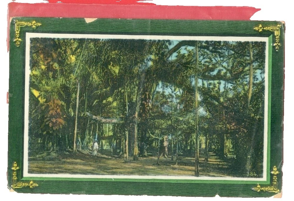 Trees British Colonies & Territories Cover Stamps