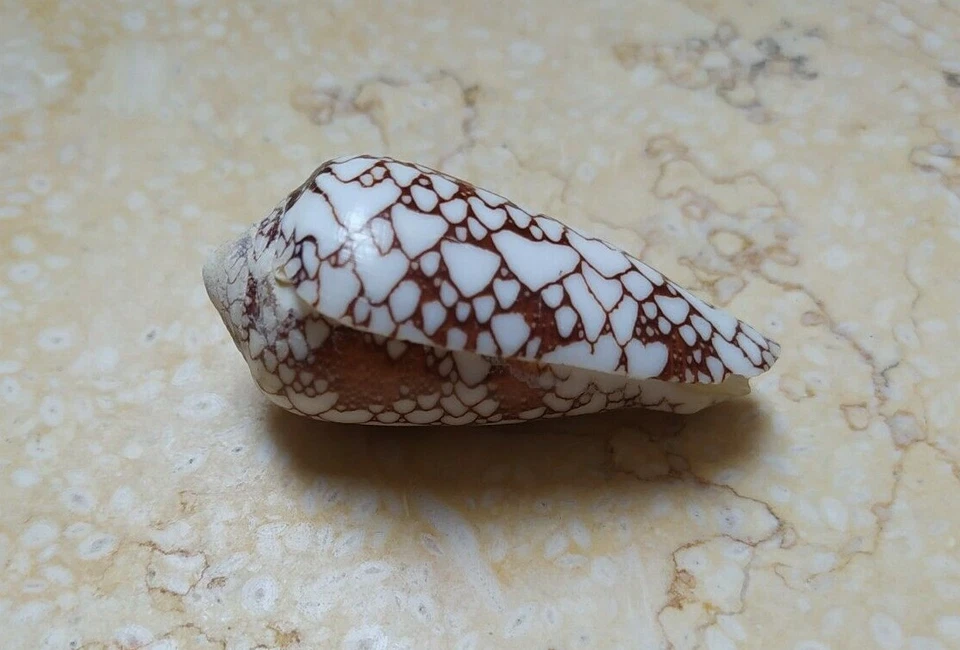Textile Conus Shell nice Pattern 58mm Nature massive red sea shell Specimen - Image 3 of 4