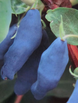 Lonicera kam. 'Blue Forest' - Honigbeere - Maibeere -winterharte Pflanze  20-40cm | eBay.de