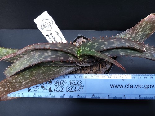 Succulents Cactus Rare Plants, Aloe greenii - Picture 2 of 5