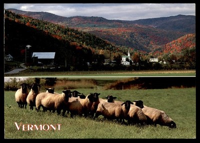 Postcard Vermont Scenic Route 100 & Sheep