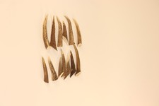 Hirschenden Geweih Hirschhorn Horn Hornspitzen Hirschspitzen Hirschgeweih Hirsch