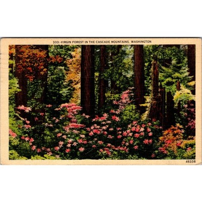 Virgin Forest In The Cascade Mountains Washington 1942 Vintage Postcard SPO10