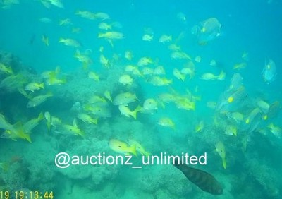 Digital Bild Bild Foto Pic Andaman Indien Unterwasser Korallen Leben...