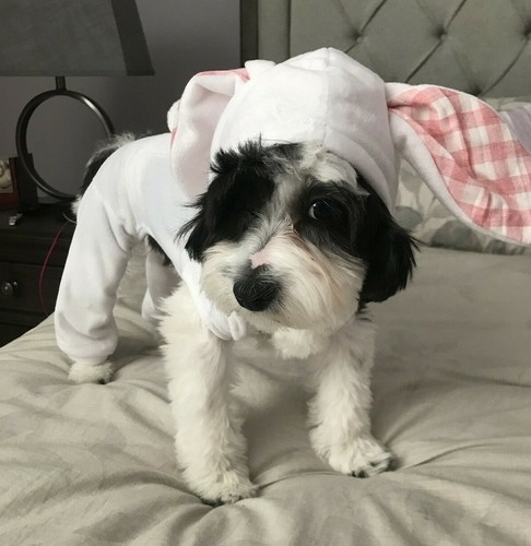 easter bunny outfit for dogs
