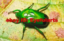 Insects 2 Corel Royalty-Free Stock Photo CD-ROM Disk  USB