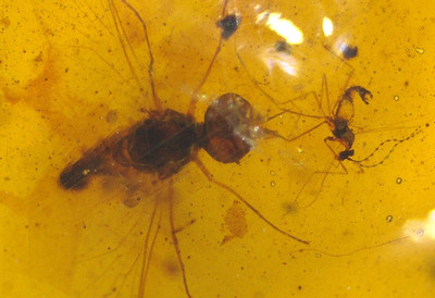 Cretaceous Big Headed Fly in Burmese Amber Fossil Dinosaur Age