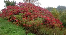 WOW-RHUS TYPHINA OR STAG HORN SUMACH. 60 SEEDS! Treasured for floral arrangement