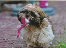 SHIH TZU * Cartolina * Postcard # 12