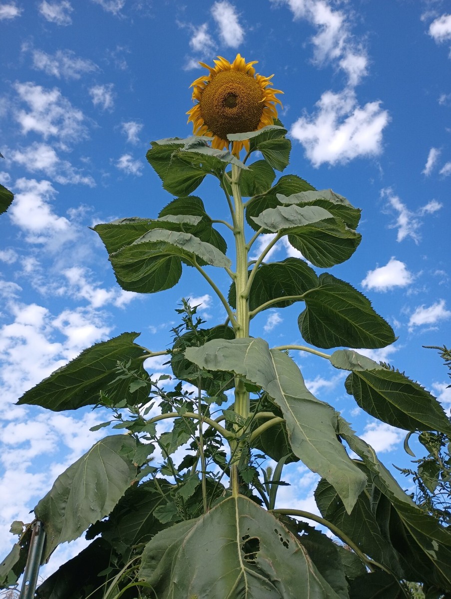 30 Titan Giant Sunflower seeds 20+ Inch Wide Heads!!! Easy