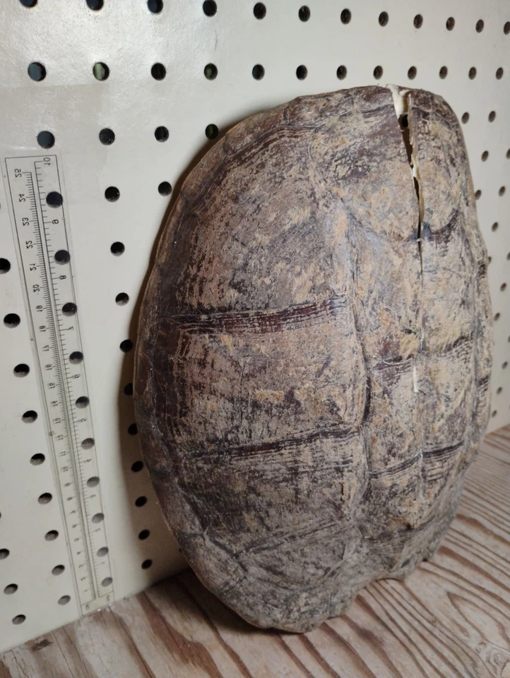 Casca de tartaruga grande rachada danificada - Imagem 3 de 4