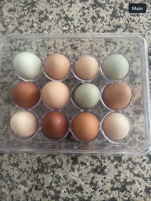 6 +1 Barnyard Mix Chicken Hatching Eggs   Fertile Farm Raised Eggs
