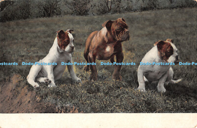 R350330 Hunde E A S 864 Postkarte