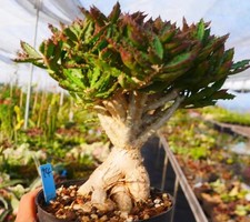 Rara pianta Euphorbia capsaintemariensis WYSIWYG Caudex Boutique Garden