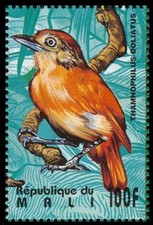 Barred Antshrike (Thamnophilus doliatus), Birds, Mali 1995 MNH