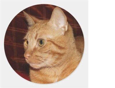 ORANGE CAT FACE Large Charm Earrings On 925 Sterling Silver Dangle Hook  Women