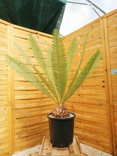 Dioon edule – Palma della Vergine messicana - Vaso 20cm - Altezza 20-30cm