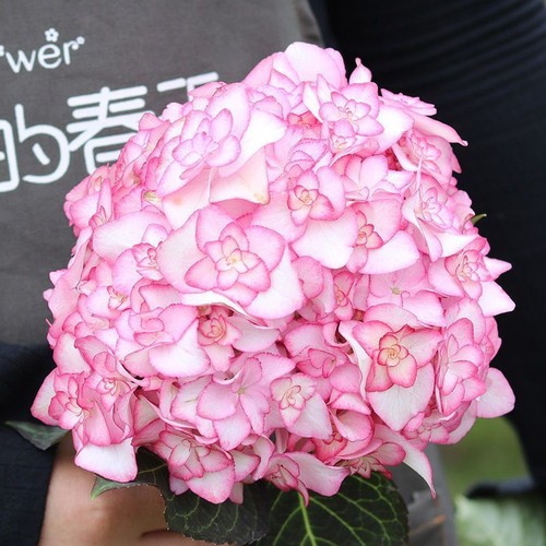 20Pcs EXOTIC RARE HYDRANGEA SEEDS for garden flower beds plant bush seeds - Picture 11 of 43