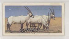 1963 Brooke Bond Wildlife in Danger Tea Arabian Oryx #21 0e3