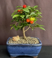 Flowering Barbados Cherry Bonsai Tree 4 years old Indoor