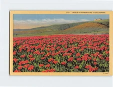 Postcard A Field Of Poinsettias In California