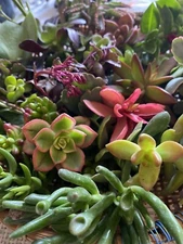 Assortment of 5 Fresh Succulent Cuttings Each One is Different + 1 Free Cutting