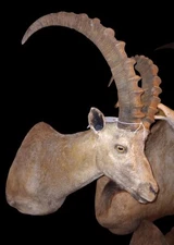 Gobi Ibex Shoulder Mount Trophy Quality 