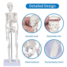 Human Skeleton Model Anatomy 17"H Mini Human Body Model Movable Arms Legs Sturdy