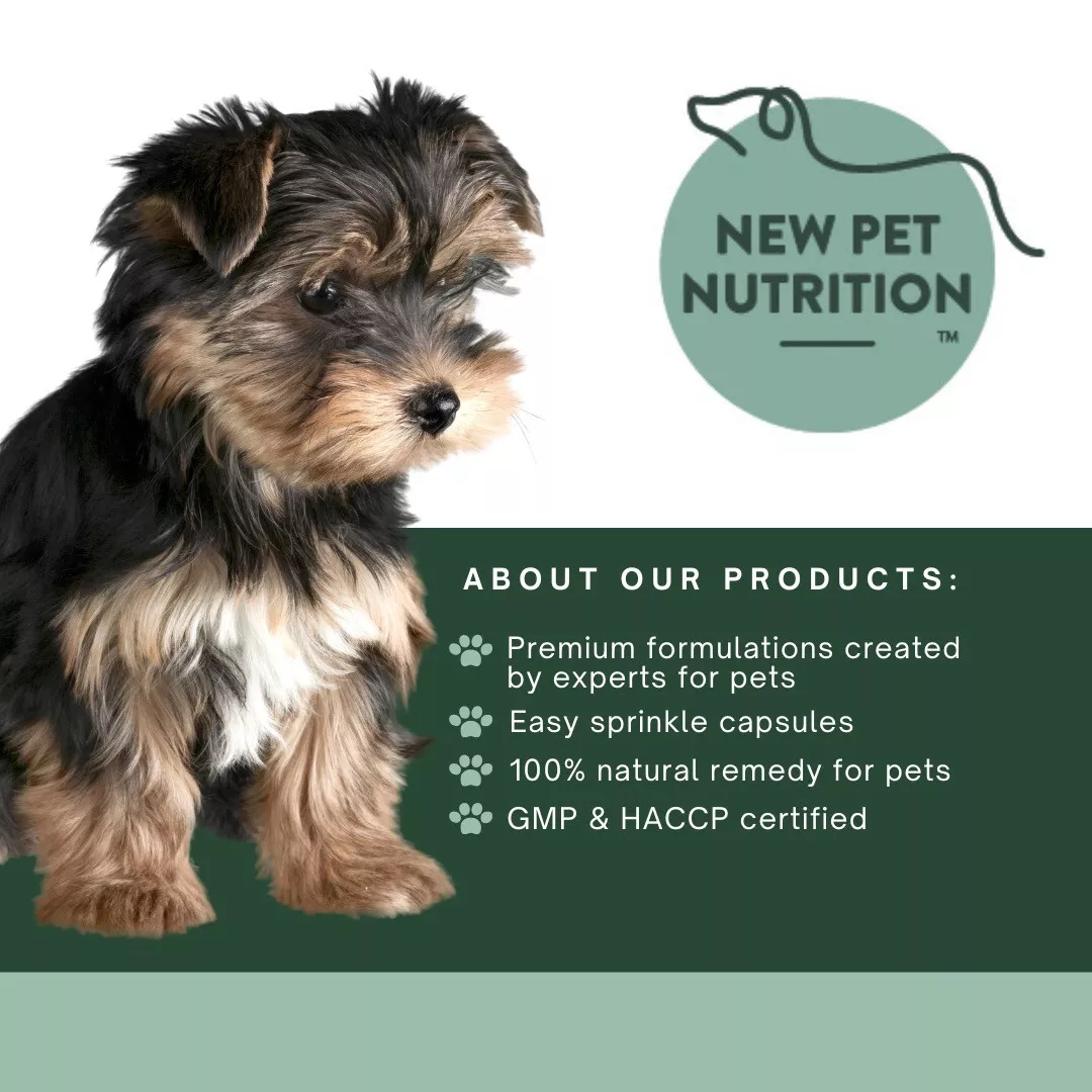 Can You Get Travel Sickness Pills For Dogs can-you-get-travel-sickness-pills-for-dogs