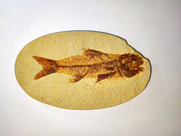 Pez fósil - Amphiplaga brachyptera - Paleoceno - Eoceno