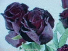 20 SEEDS   LARGE BLACK ACE-OF-SPADES ROSE FLOWER SEEDS    TEXAS SHIPPED