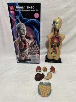 Parts For EDU Human Torso Model Kit 50cm Heart Stomach Liver Lungs Brain Lungs