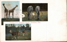 Greetings from Zoological Gardens Cincinnati Ohio Zebra Giraffe Deer Animals