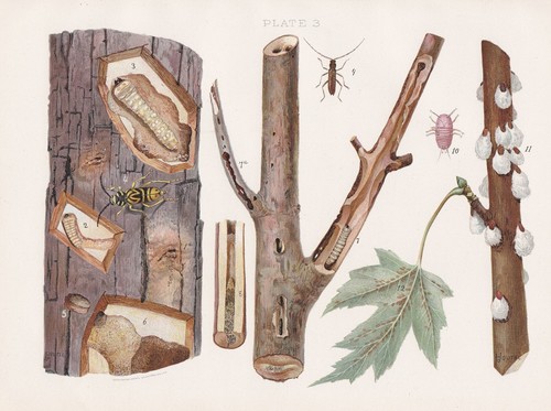 3 Original Antique Moth Caterpillar Insects That Affect Maple Prints Joutel 1901 - 第 3/7 張圖片