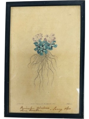 1821 Hand-coloured Engraving James Thomas Watts after M. Hart. Primrose