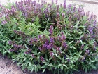 SAGE HERB*100 SEEDS * BROAD LEAVED * CULINARY *