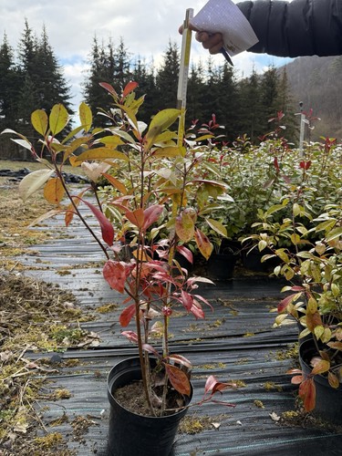 Photinia Hecke Red Robin 80 cm- 90 cm inkl. Topf - Bild 2 von 8