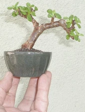 Jade Bonsai Dwarf Mame Accent Fat Trunk Nice Portulacaria Flowers
