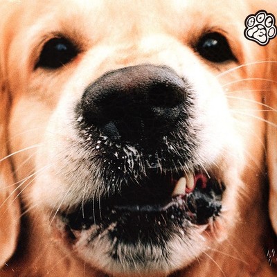 Goldroger - Goldie (Vinyl LP - 2023 - EU - Original)