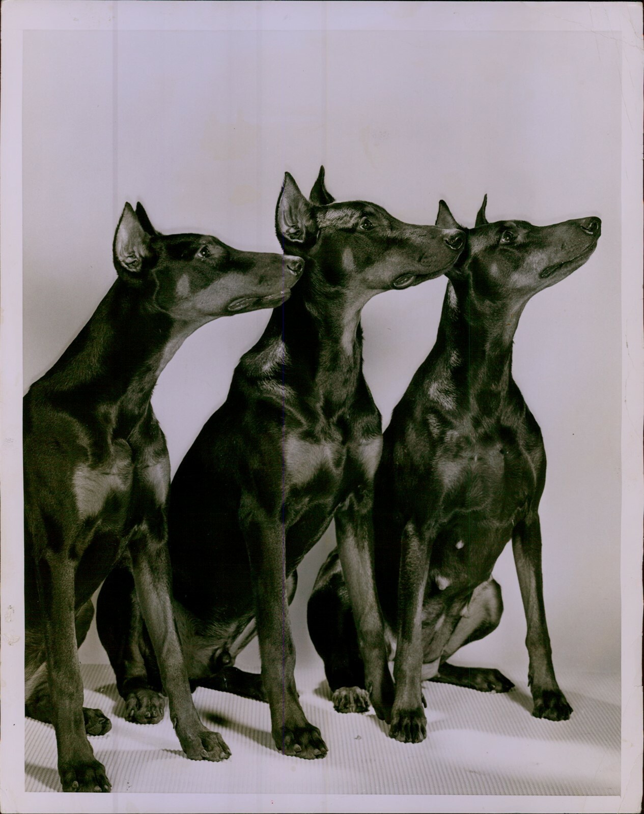 LG797 Original Photo DOBERMAN PINSCHERS Sleek Coats Beautiful Dog Breed