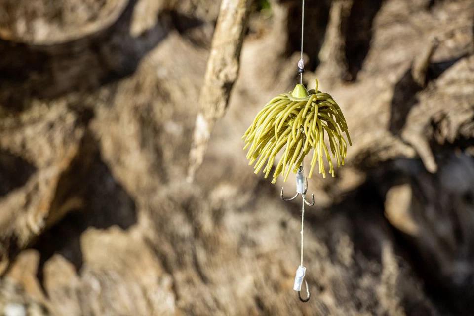 BLACK CAT REAL WORM TEASER Gelb Pink Real Worm Waller Wels 80g 120g 160g - Bild 4 von 4