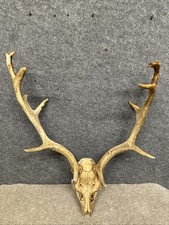 Fallow Buck Deer Skull Taxidermy Antlers Gothic Design n.o 83
