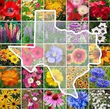 250+ Texas Wildflower Seed Mix- Perennials & Annuals Non-GMO USA Fast Free Ship
