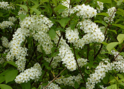 Photo 6x4 Bird cherry in blossom Pakenham Bird cherry, Prunus padus, flow c2009