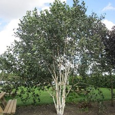 Betula utilis Jacquemontii - Multi Stem Silver Birch - Plant